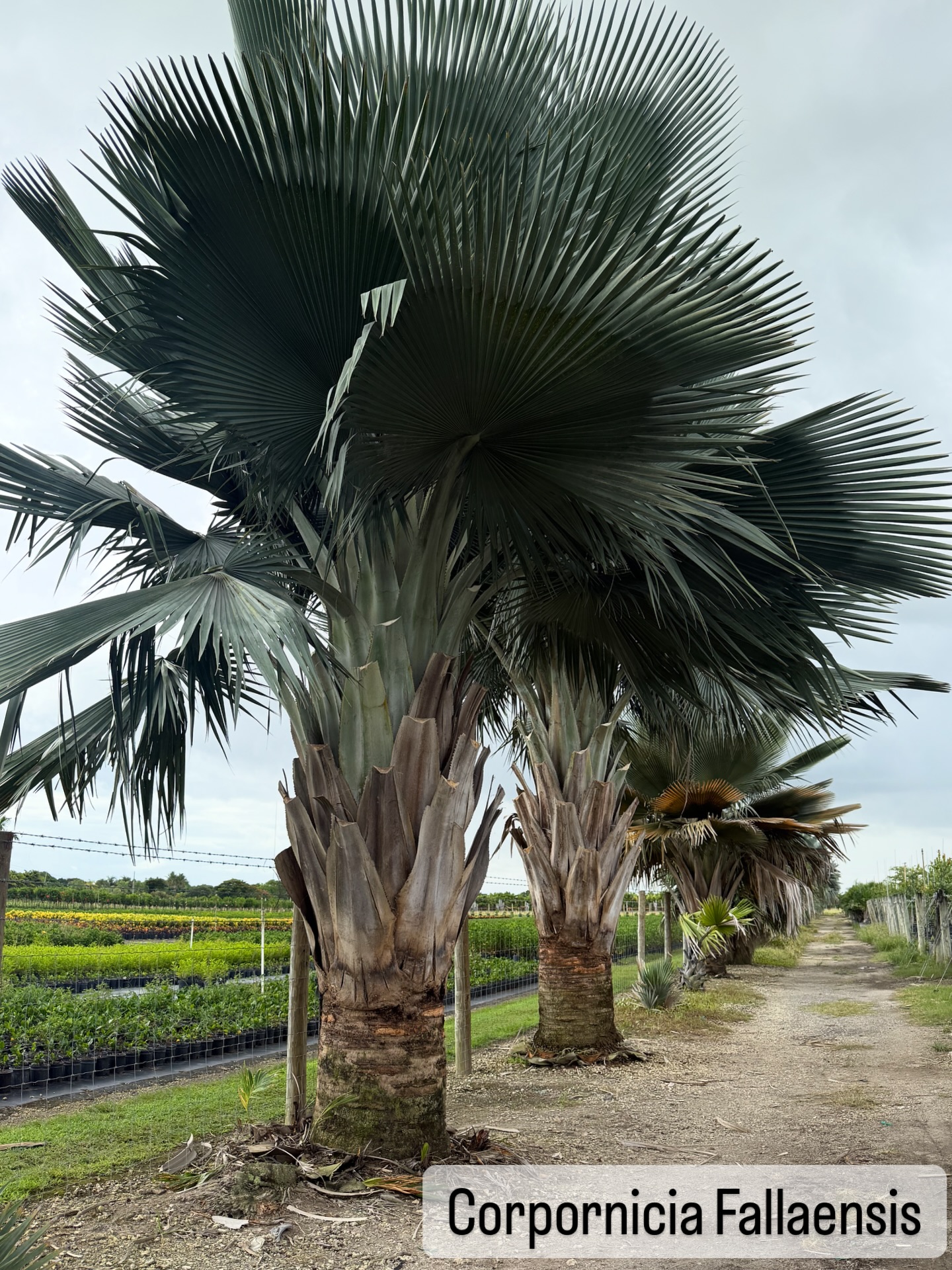 5. Tropical Serenity: a Canopy Of Royal Palms Over a Zen Garden Path