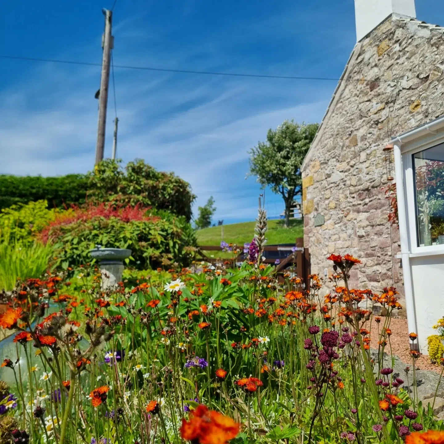 28. a Whimsical Dance Of Cosmos and Foxgloves Around a Rustic Stone Bench