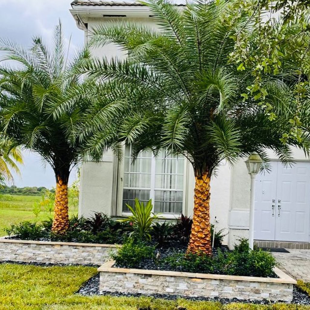 9. Moonlit Palm Shadows Over Lush Green Lawns
