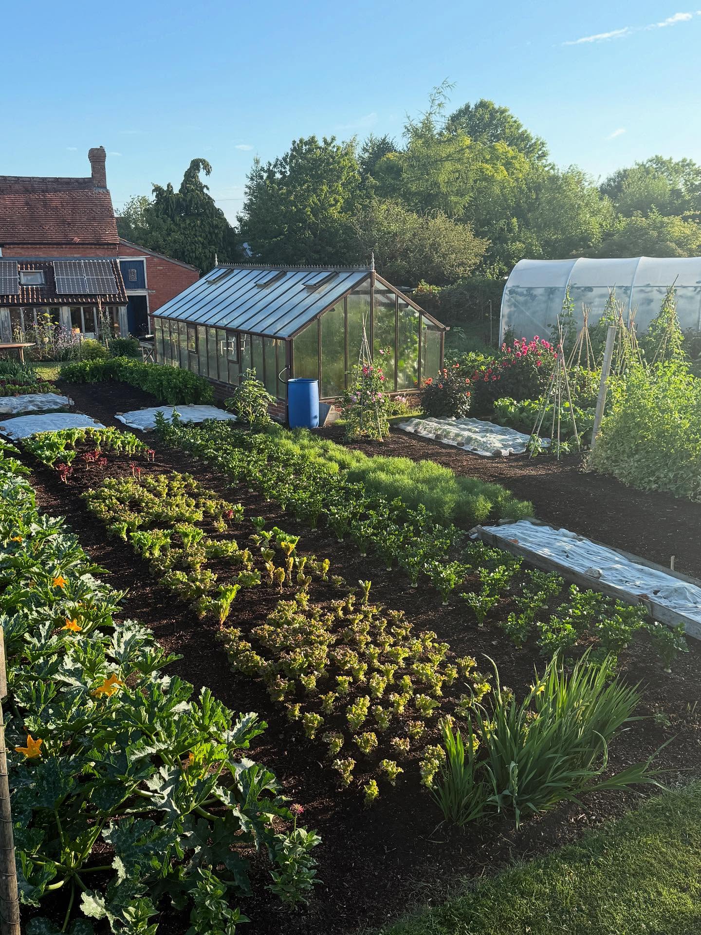 2. a Symphony Of Green: Zucchini and Tomato Vines Intertwined with Nasturtium Flowers