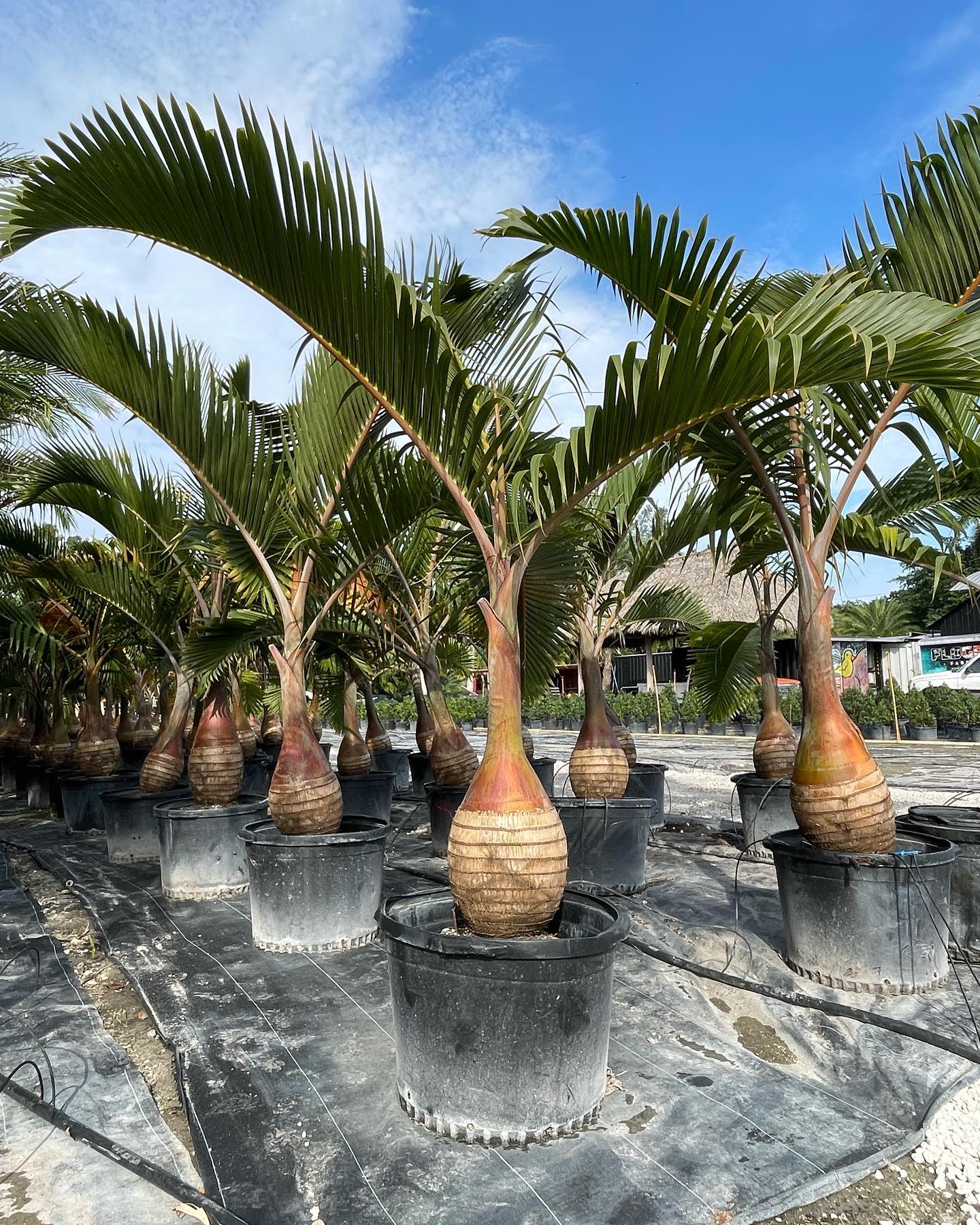 14. Tropical Oasis with Palm Shadows and Stone Pathways