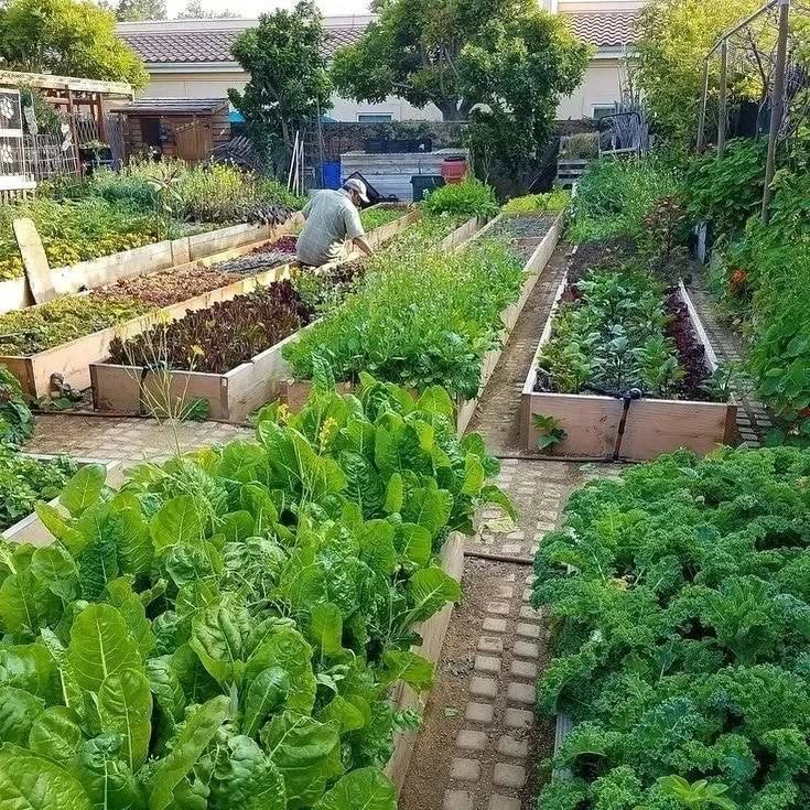 3. a Symphony Of Spheres: Marigolds and Tomatoes In a Raised Bed Ensemble