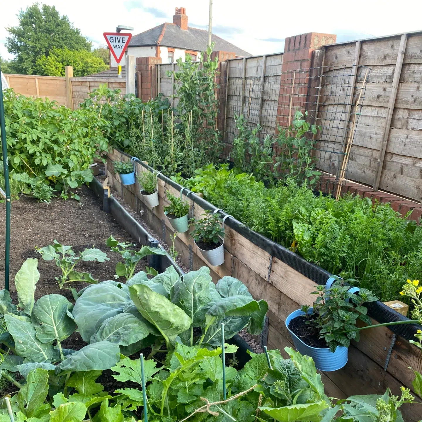 6. Lush Green Canopy with a Peekaboo Pathway and Vibrant Squash Blossoms