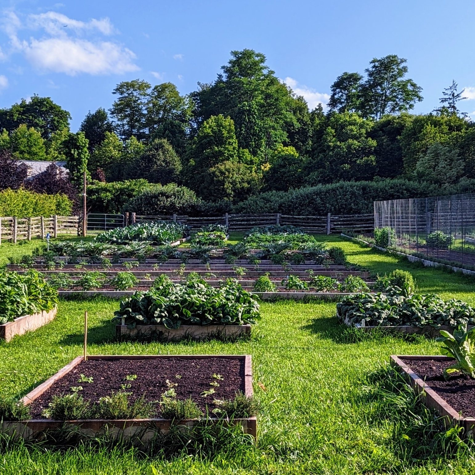 9. Lush Green Rows Of Kale and Carrots Amidst Stone Pathways