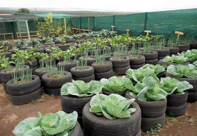 12. Lush Lavender Rows with Vibrant Beetroot Accents and a Lone Sunflower Sentinel