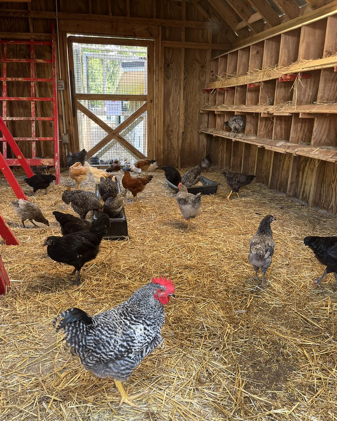 18. the Rustic Charm Of a Red Ladder Perch with White Egg Basket Accents