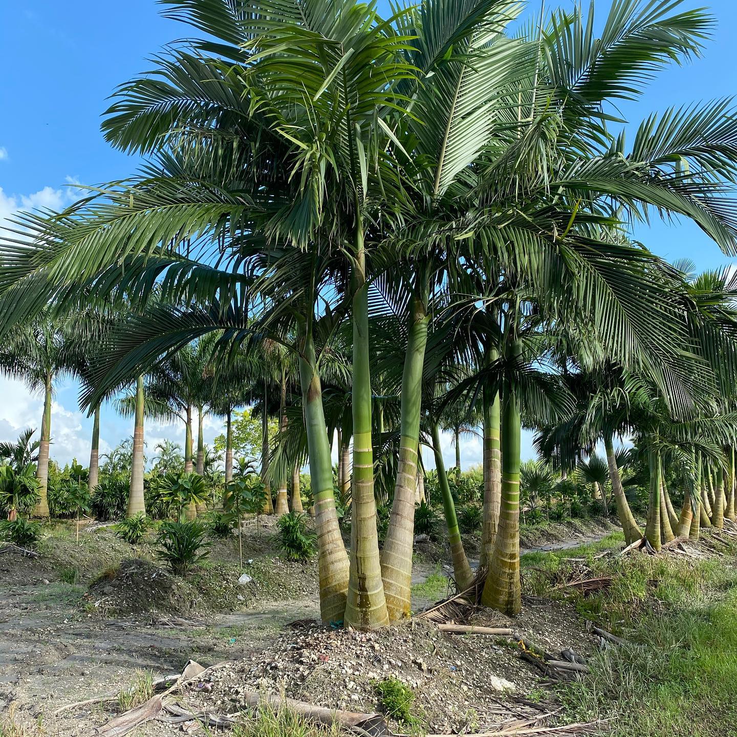 10. Tropical Serenity: Palm Fronds Frame a Tranquil Water Feature with Stone Pathway