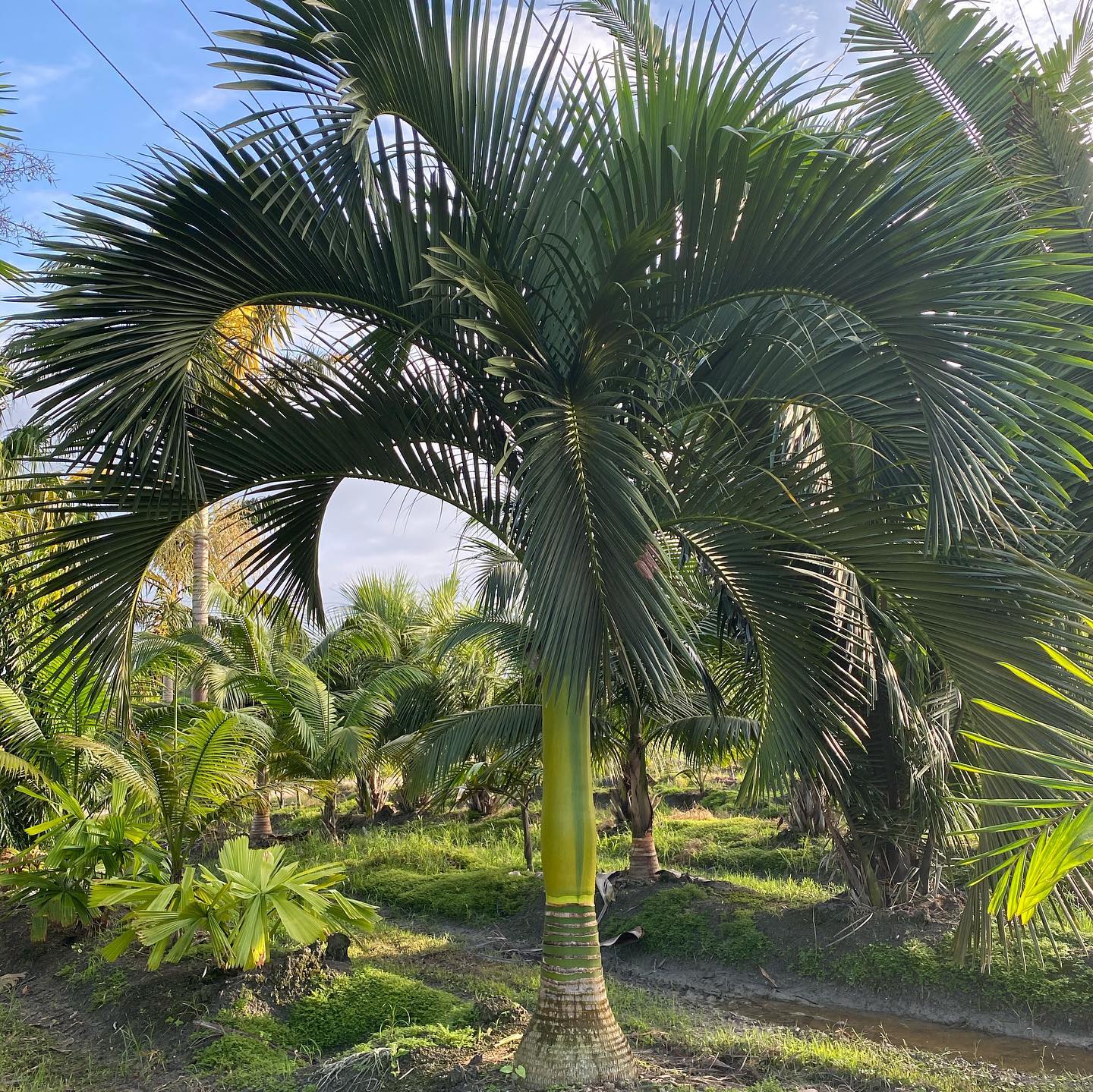 4. Tropical Serenity: a Canopy Of Palm Fronds Over Lush Green Foliage