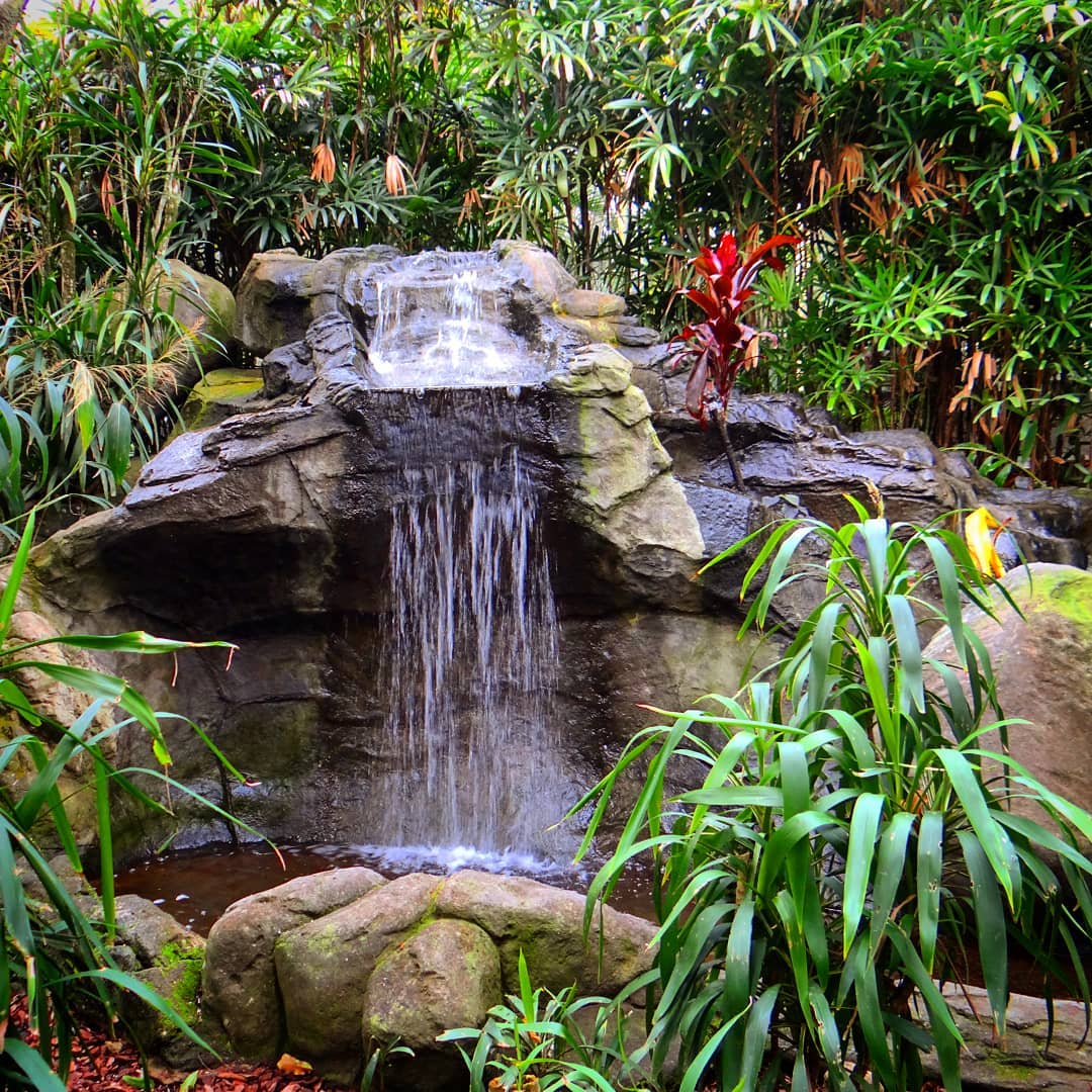 15. Translucent Cascade Over Mossy Stones Amidst Miniature Ferns