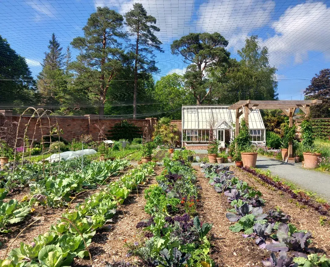 11. Verdant Spirals and Sunlit Marigolds In a Raised Bed Haven