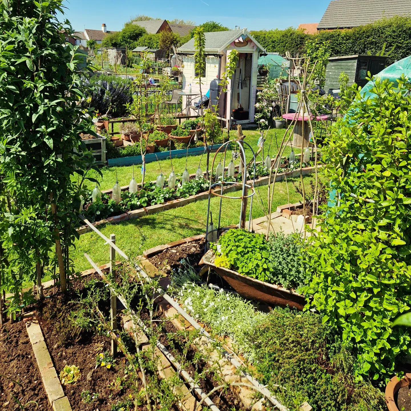 18. Lush Green Zucchini Patch with Sun-dappled Squash Blossoms