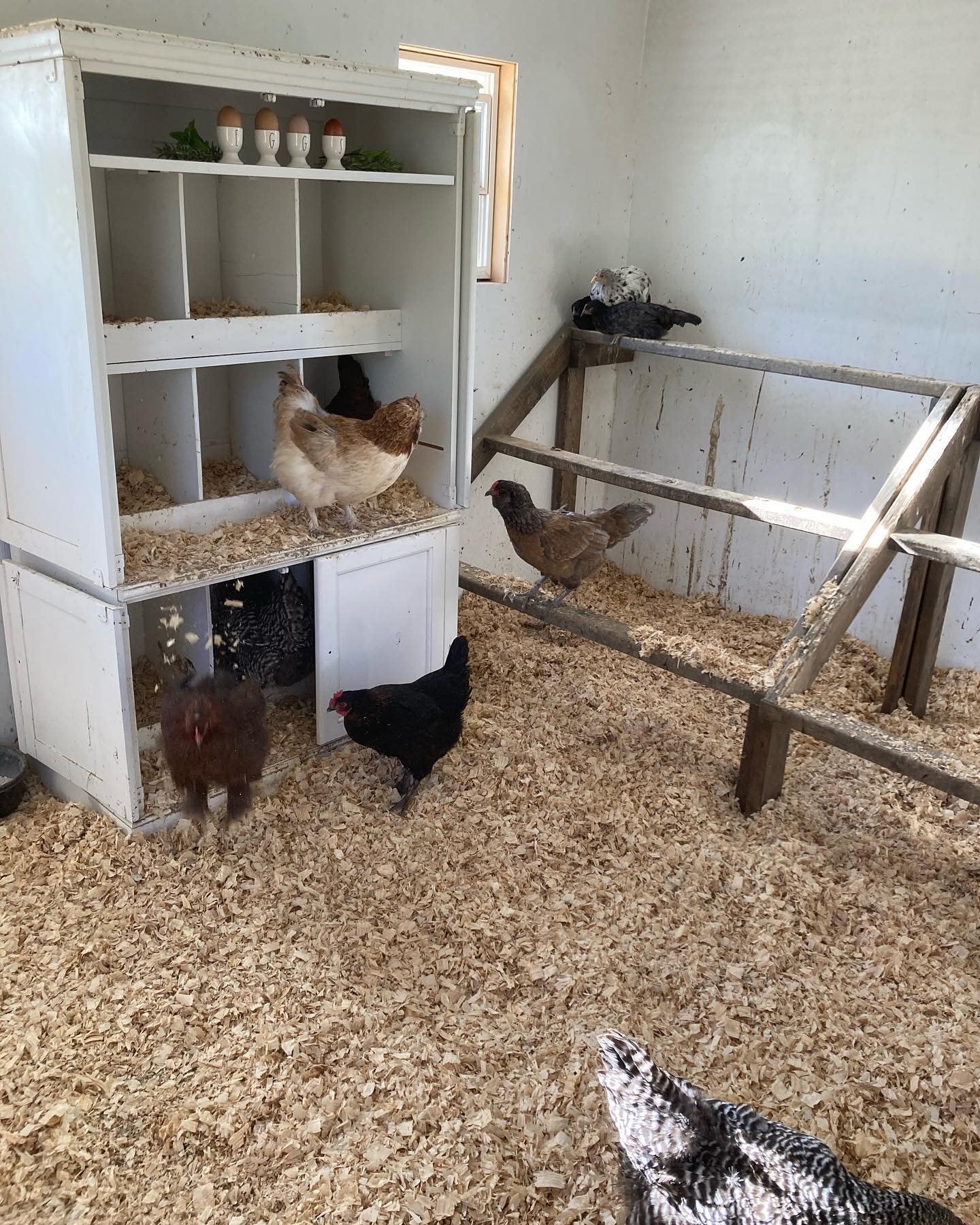 6. the Sunlit Retreat: a Cozy Coop with a Skylight Window and Elevated Perches