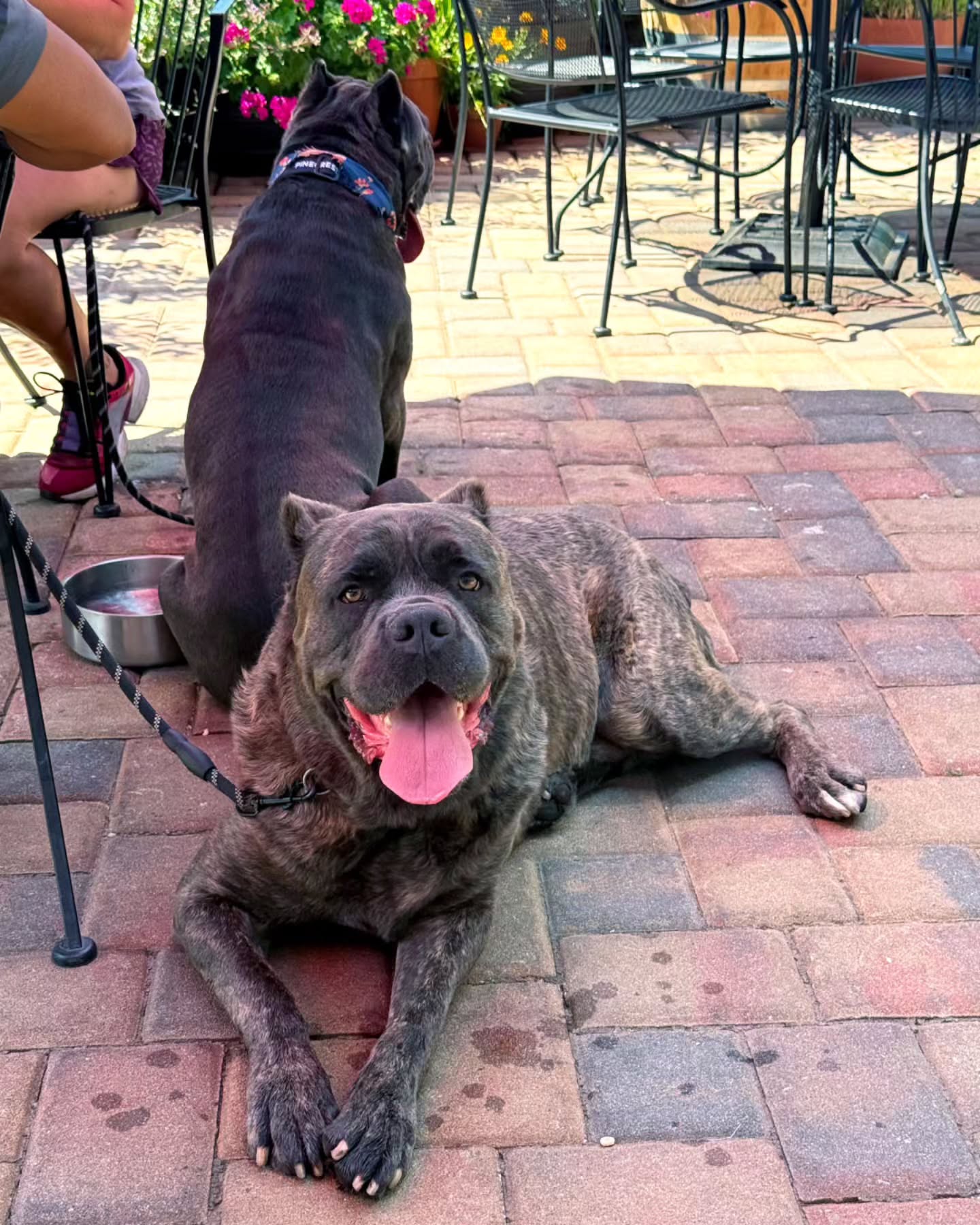 8. the Sunken Pawadise: a Dog-friendly Patio with Subterranean Charm