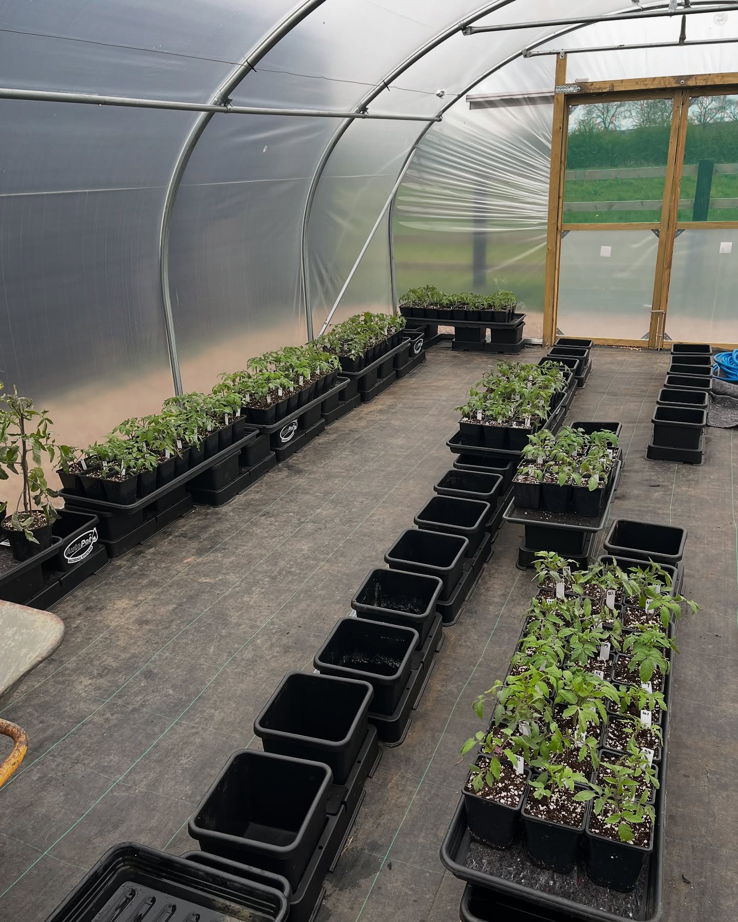 21. a Trellis Of Tomatoes and Nasturtiums Intertwined with Beans