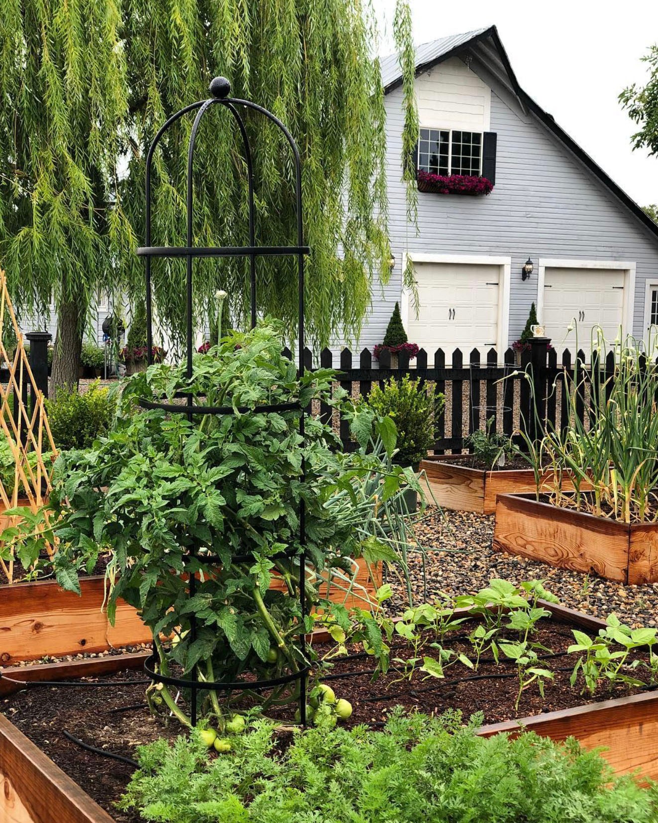 13. Rows Of Radishes and Lettuce Lined with Lavender: a Garden Symphony
