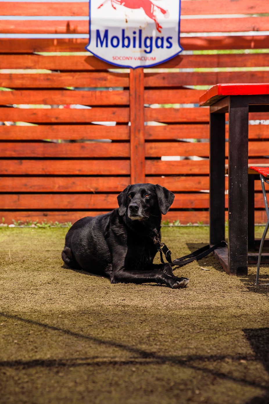 13. Sunlit Lattice Haven: a Dog's Private Retreat with Climbing Roses and Stone Pathway