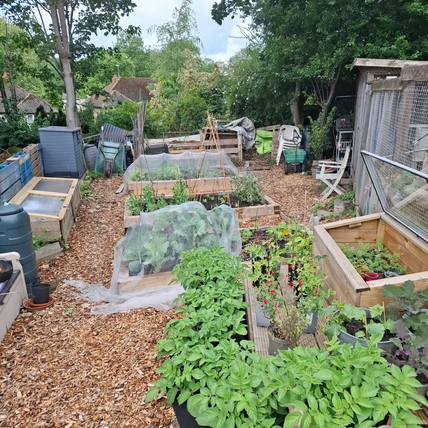 16. Lush Lattice Of Zucchinis and Climbing Beans In a Sunlit Square Garden