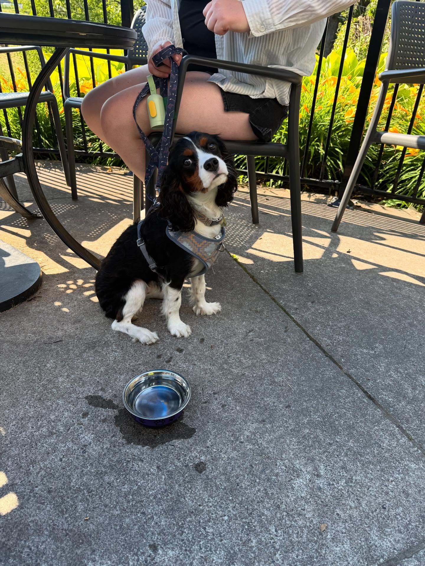 7. the Sunken Fire Pit with Canine Comfort: a Cozy Retreat for Dogs and Owners