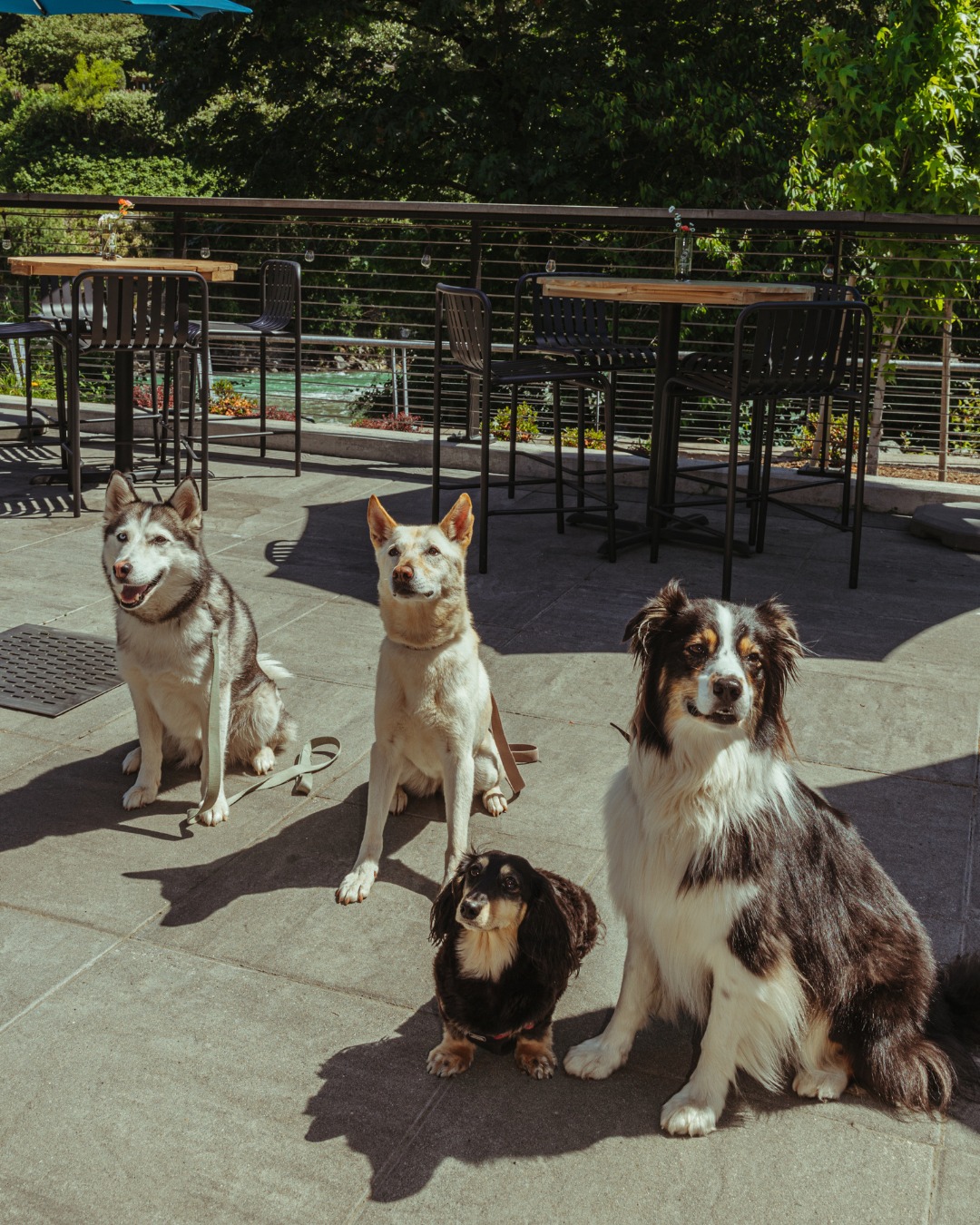 3. Patio Pergola with Hammock Swing and Water Feature for Dogs