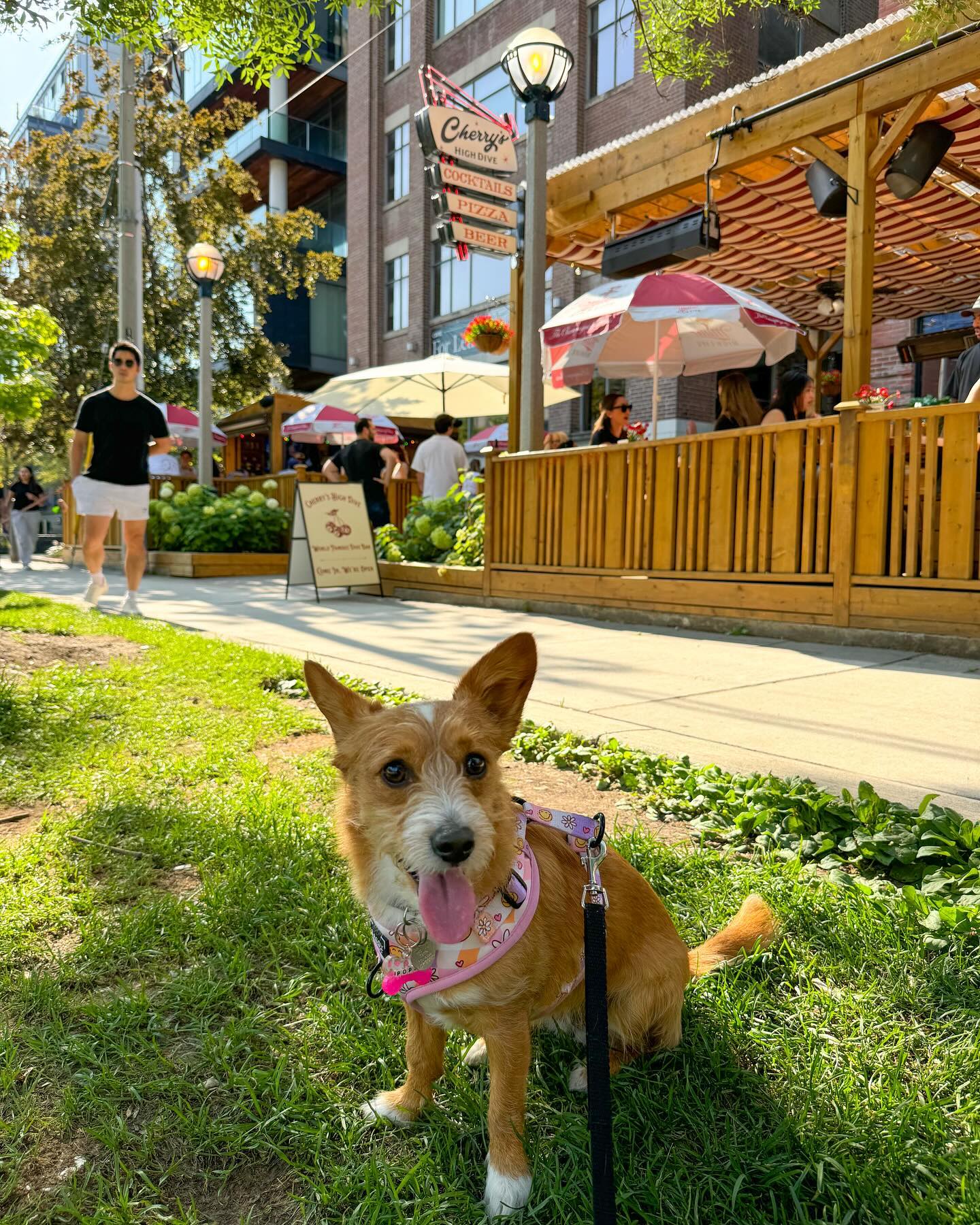 15. a Mosaic Of Canine Comfort: Hexagonal Slate Pavers and Sunflower Archways