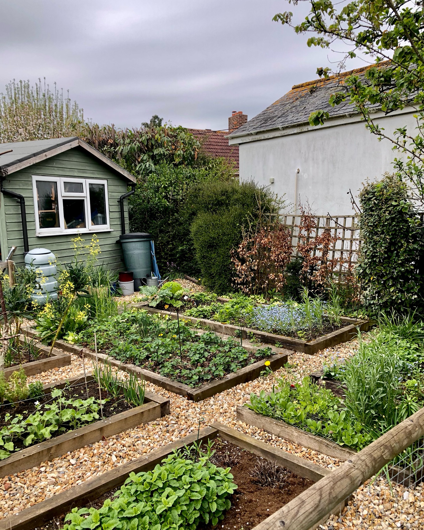 15. Lush Green Zucchini Patch with Vibrant Yellow Blossoms and Rustic Wooden Stakes