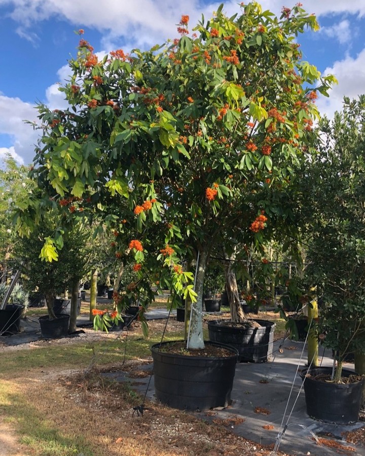2. Tropical Fusion: Palm Fronds and Bougainvillea Dance In a Stone Pathway Symphony