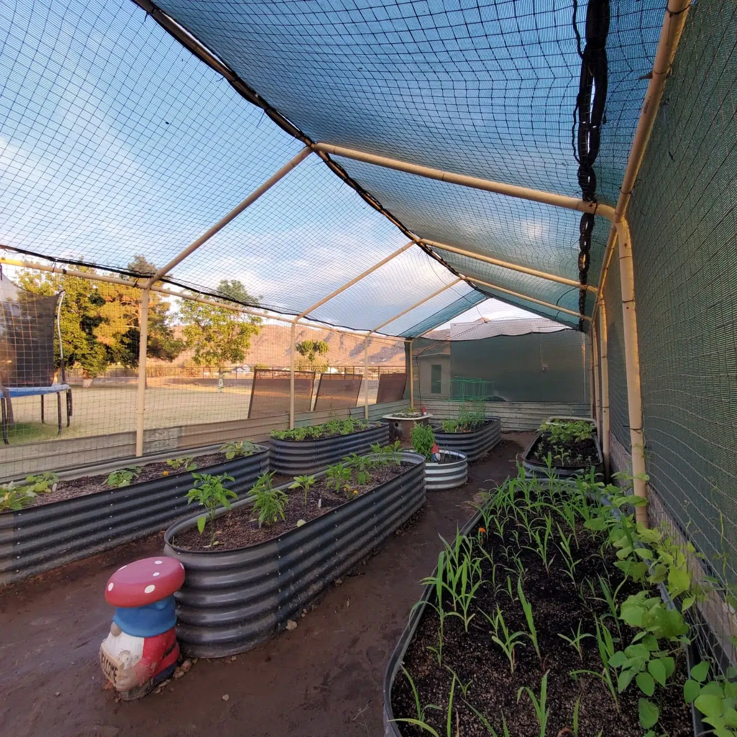 23. Lush Lavender Rows with Sunlit Zucchini Spirals