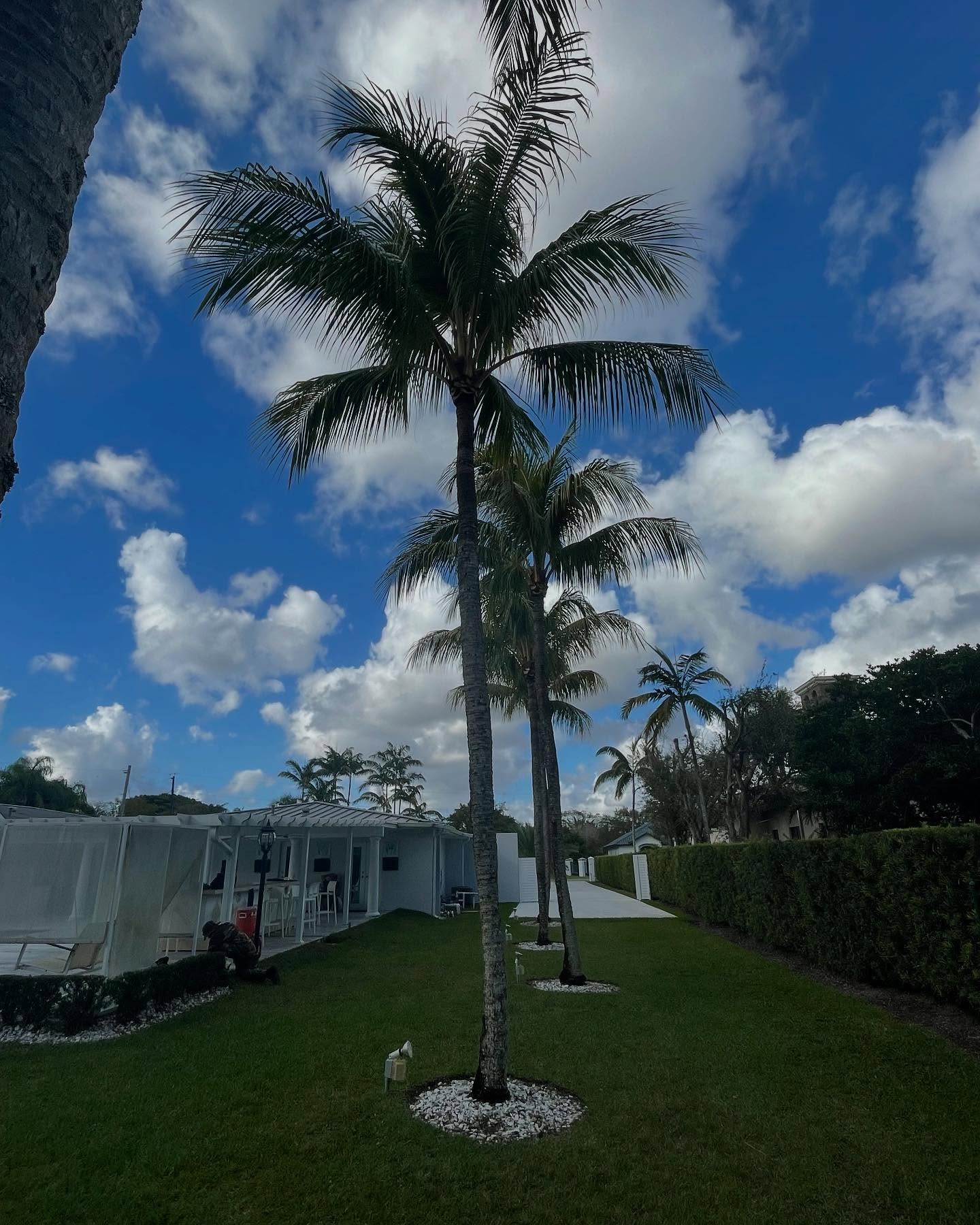 8. Tropical Oasis with Palm Shadows: a Unique Backyard Retreat In South Florida